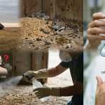 Hantavirus: What It Is, How It Spreads, and Why It’s Back in the Headlines